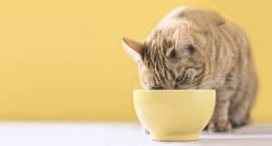how to feed cat wet food while away