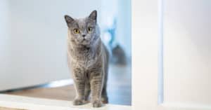 how long can you leave wet cat food out