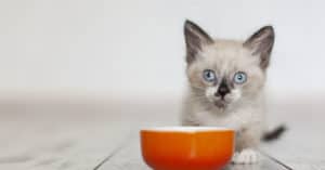 how much food should I feed my cat