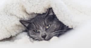 old cat