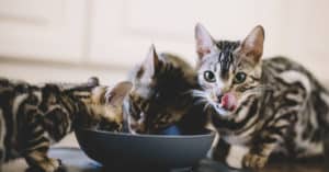 stella and chewy cat food