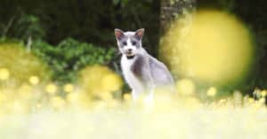 what is the best food for a cat with hyperthyroidism