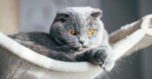 How do indoor cats get fleas