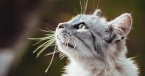 cat mange