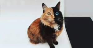 chimera cat
