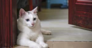 deaf cat