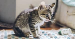 how to give a cat liquid medicine in food
