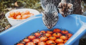 can cats eat tomatoes