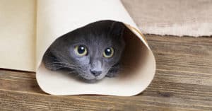 cat enrichment