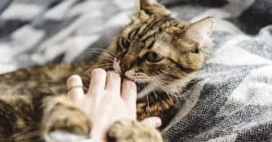 cat love bites