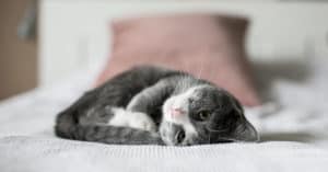 cat sitter