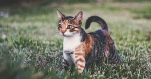 torbie cat