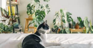 vegan cat food