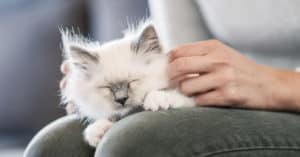 why do cats sit on you?