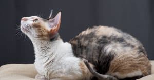 clicker training for cats