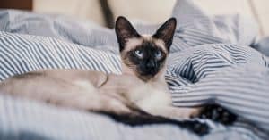 ear mites in cats