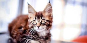 Maine coon cat kitten with tufted ears