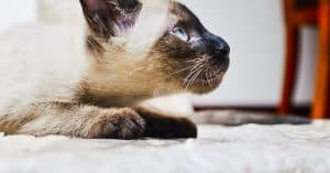 siamese cat