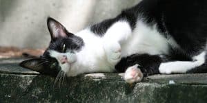 Tuxedo cat laying in the sun