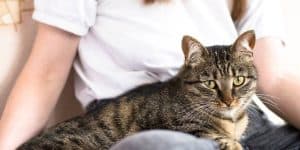 Cat separation anxiety cues every cat parent must know