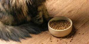 Dry cat food bad for cats?