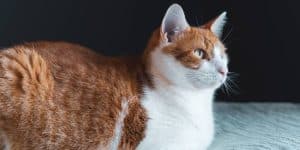 How heavy should my cat be or is my cat fat?