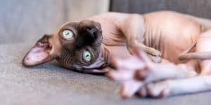 Weird cats