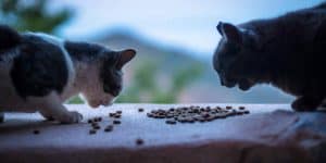 What to feed stray cats