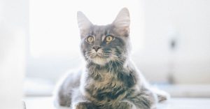 high fiber cat food