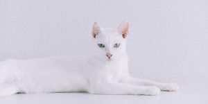 Rare cat breeds