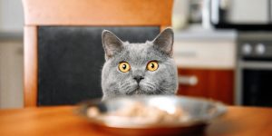 Can I feed my cat different brands of food?