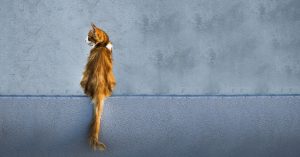 Do cats need high protein diet
