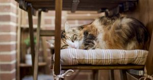 How much crude protein should be in cat food?