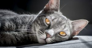 Is high protein cat food good for urinary health?