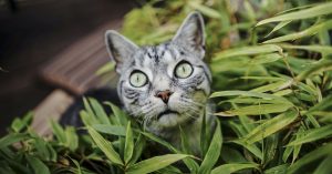 cat burying food