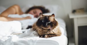 cat uti symptoms