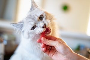 What is a Frankenprey diet for cats