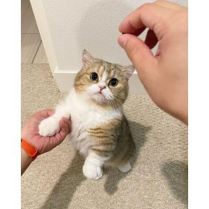 Small breed cats Munchkin