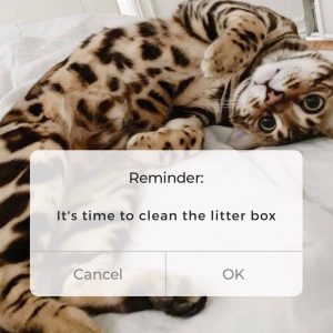Litter box hacks