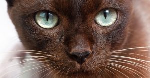 Havana Brown Cat