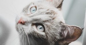 Lynx Point Siamese
